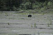 48 - Banff to Icefields - IMG_0968